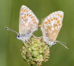 Aricia artaxerxes salmacis