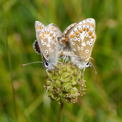 Aricia artaxerxes salmacis