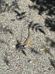 Uta stansburiana