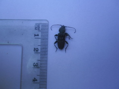 Hylotrupes bajulus