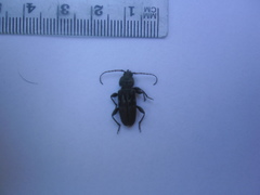 Hylotrupes bajulus