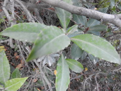 Maytenus magellanica