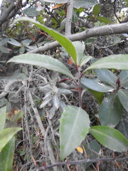 Maytenus magellanica