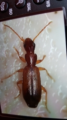Paradromius