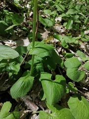 Asteroideae