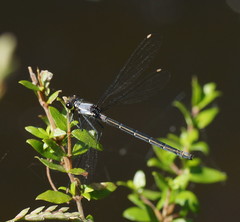 Austroargiolestes calcaris