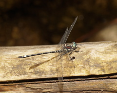 Eusynthemis brevistyla
