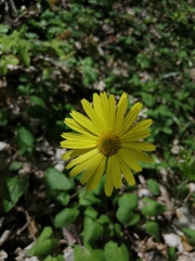 Asteroideae