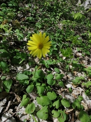 Asteroideae