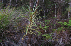 Pseudopanax linearis