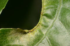 Aceria melicyti