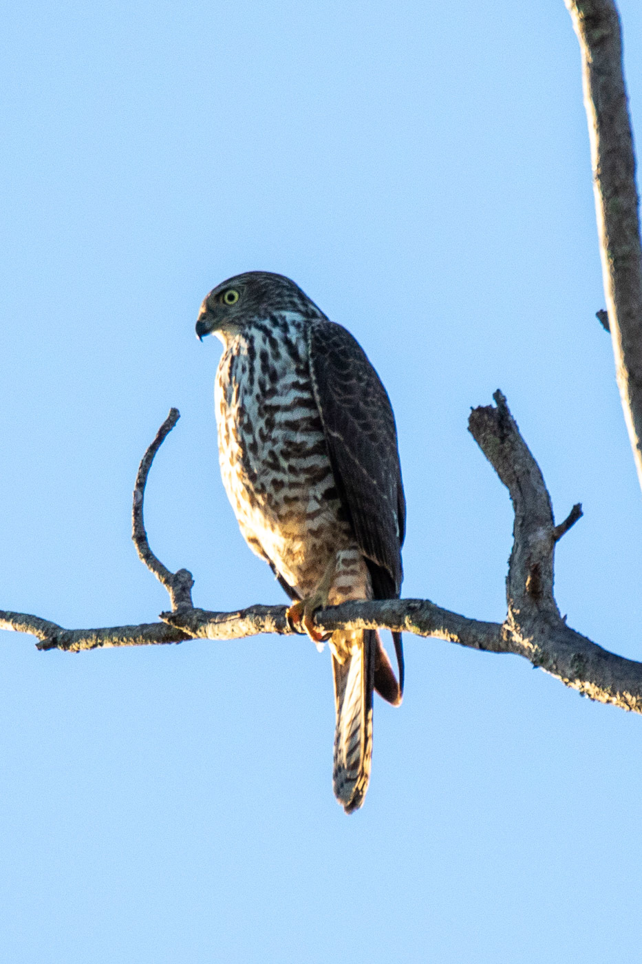 Brown Goshawk illustration