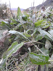 Senecio smithii