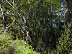 Lepidothamnus intermedius