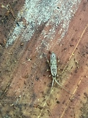 Pogonognathellus elongatus