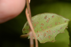 Puccinia otagensis