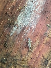 Pogonognathellus elongatus