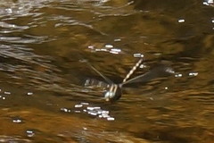 Notoaeschna sagittata