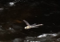 Notoaeschna sagittata