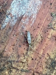 Pogonognathellus elongatus