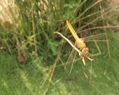 Crocothemis servilia
