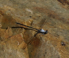 Austroargiolestes calcaris