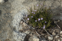 Jamesbrittenia calciphila