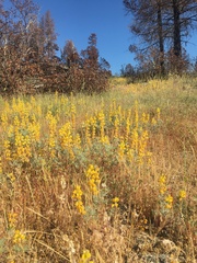 Lupinus citrinus citrinus