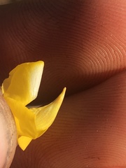 Lupinus citrinus citrinus