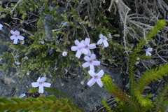 Jamesbrittenia calciphila