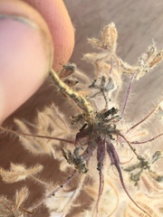 Lupinus citrinus citrinus