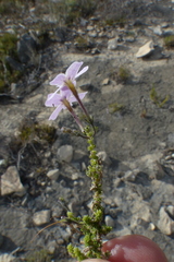 Jamesbrittenia calciphila