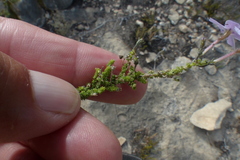 Jamesbrittenia calciphila