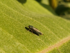 Graphocephala confluens