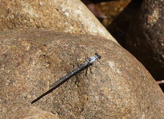 Austroargiolestes calcaris