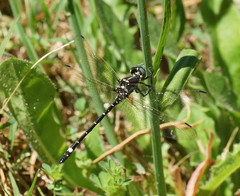 Eusynthemis brevistyla