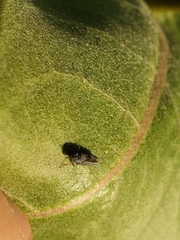 Graphocephala confluens