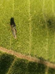 Graphocephala confluens
