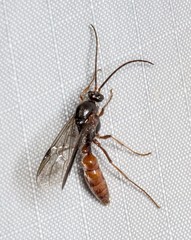 Ponerinae