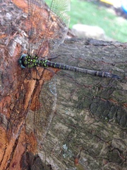 Triacanthagyna caribbea