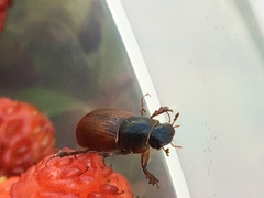 Agoliinus