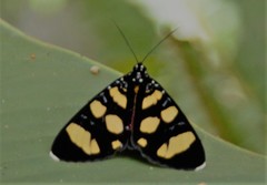 Heraclia africana
