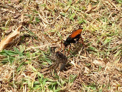 Tachypompilus ignitus