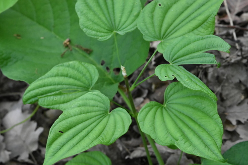 Dioscorea caucasica, photograph 2