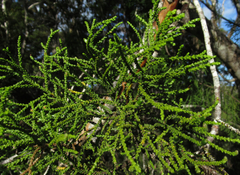 Lepidothamnus intermedius