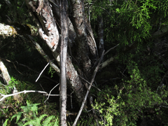 Lepidothamnus intermedius