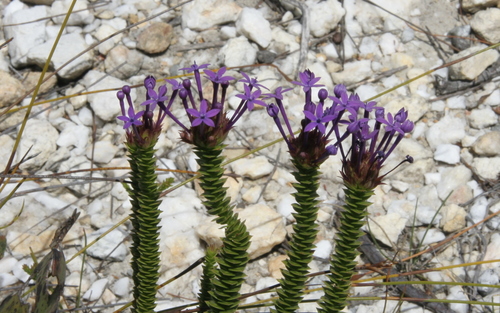 Rhigiophyllum squarrosum Hochst.