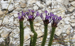 Rhigiophyllum squarrosum