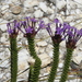 Rhigiophyllum squarrosum - Photo (c) Vera Frith, algunos derechos reservados (CC BY-NC), subido por Vera Frith