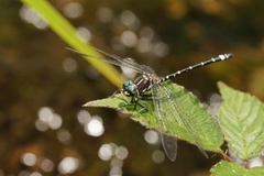Eusynthemis brevistyla